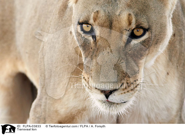 Transvaal lion / FLPA-03833
