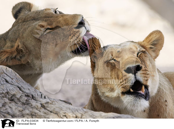 Transvaal lions / FLPA-03834