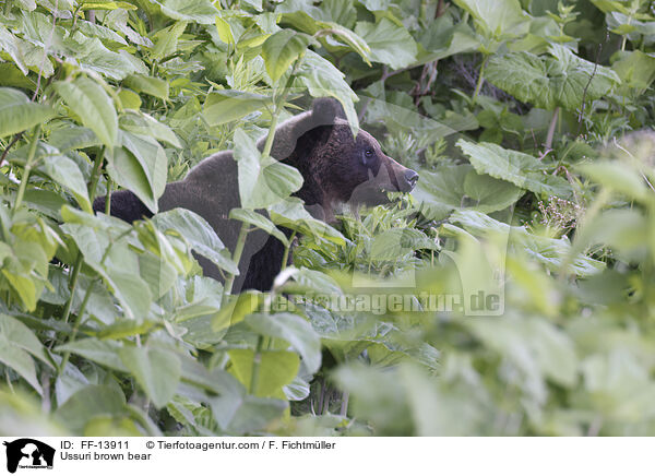 Ussuri-Braunbr / Ussuri brown bear / FF-13911