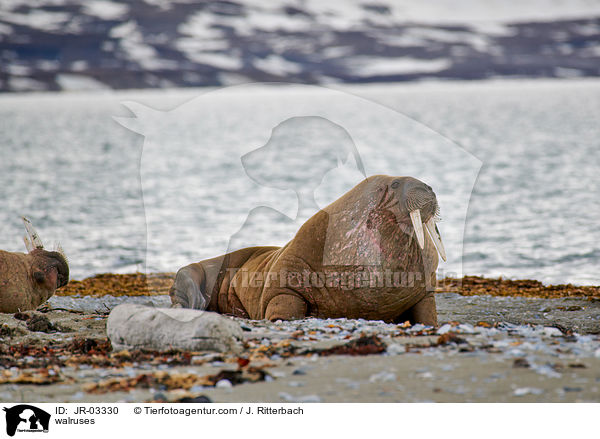 walruses / JR-03330