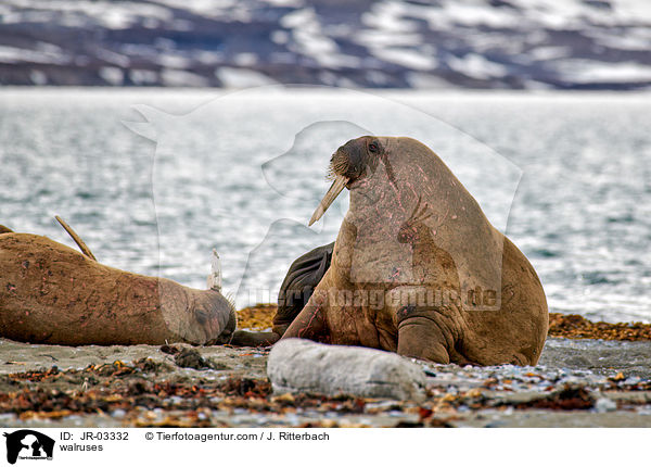 walruses / JR-03332