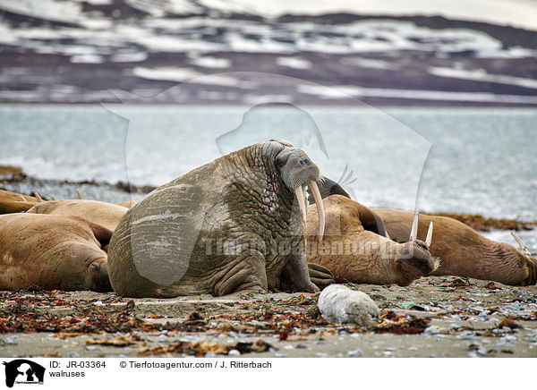 walruses / JR-03364