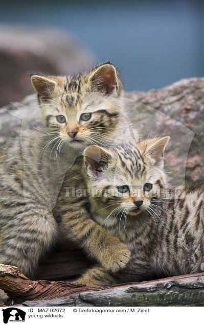 young wildcats / MAZ-02672