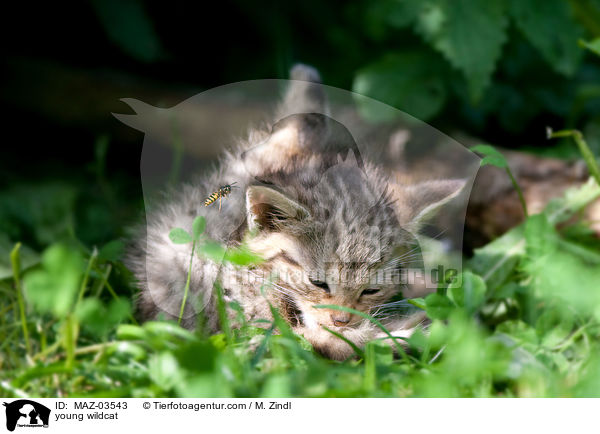 young wildcat / MAZ-03543