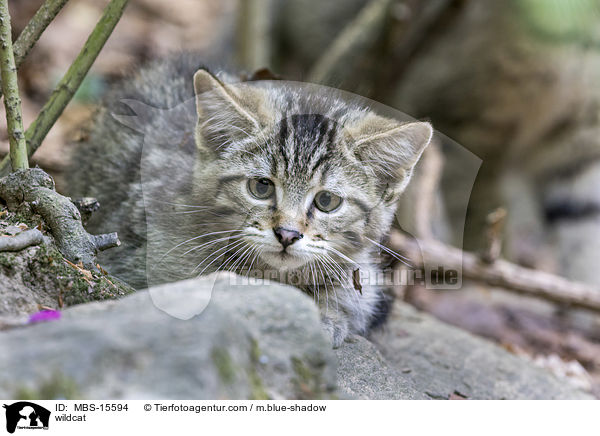 Wildkatze / wildcat / MBS-15594
