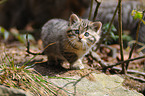young wildcat