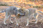 playing wolves