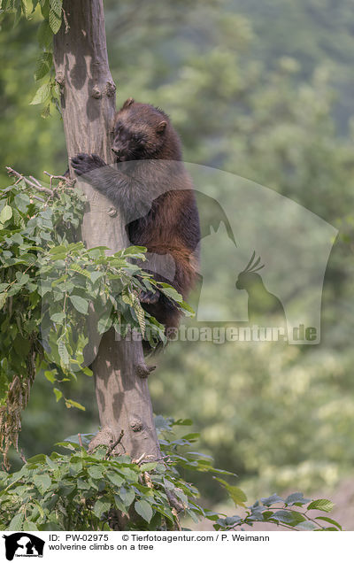 wolverine climbs on a tree / PW-02975
