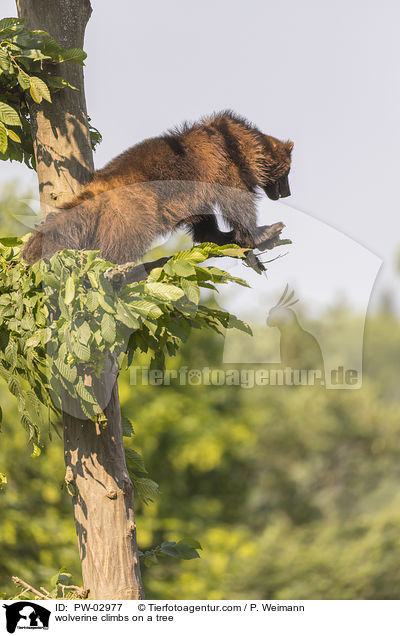 wolverine climbs on a tree / PW-02977