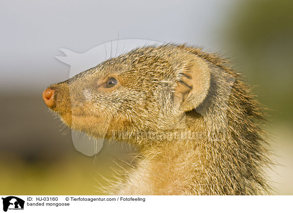 banded mongoose / HJ-03160