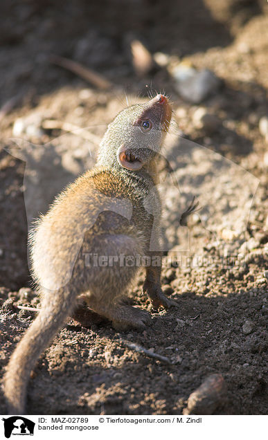 banded mongoose / MAZ-02789