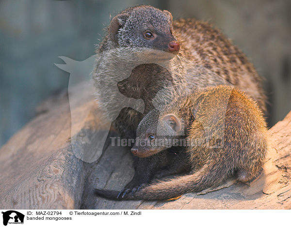 banded mongooses / MAZ-02794