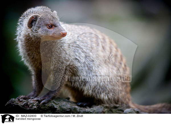 banded mongoose / MAZ-02800