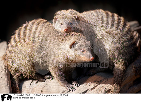 banded mongooses / MAZ-02802