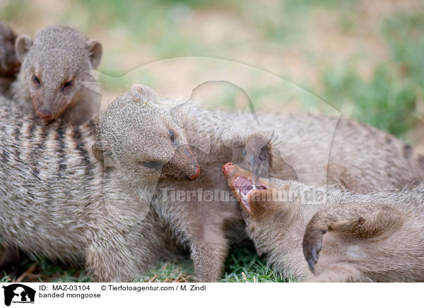 banded mongoose / MAZ-03104