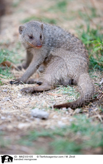 banded mongoose / MAZ-03105