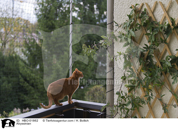Abessinier / Abyssinian / HBO-01862