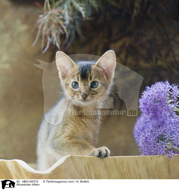 Abyssinian kitten / HBO-06572