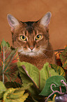 Abyssinian Portrait