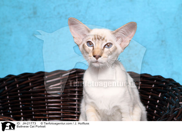 Balinese Cat Portrait / JH-21773