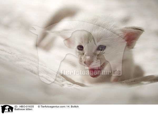 Balinese kitten / HBO-01635