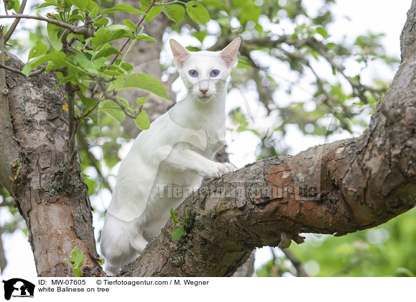 white Balinese on tree / MW-07605