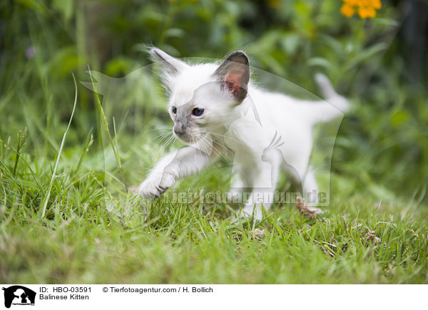 Balinese Kitten / HBO-03591