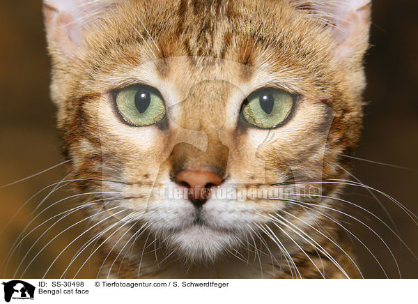 Bengal cat face / SS-30498