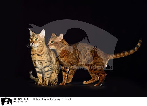 Bengal Cats / NN-11744