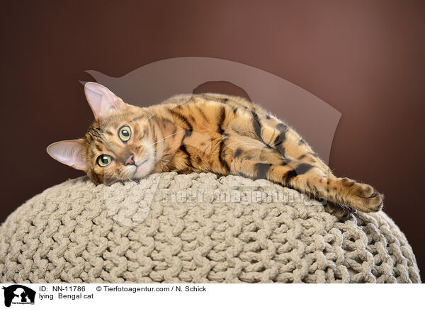 lying  Bengal cat / NN-11786