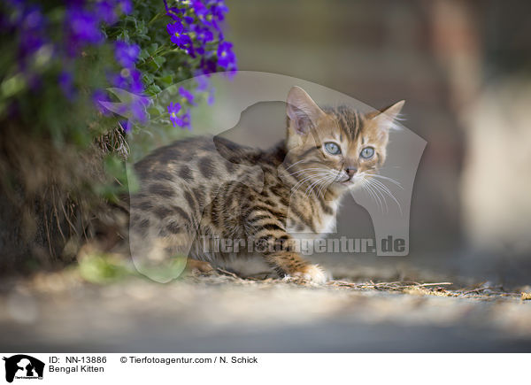 Bengal Ktzchen / Bengal Kitten / NN-13886
