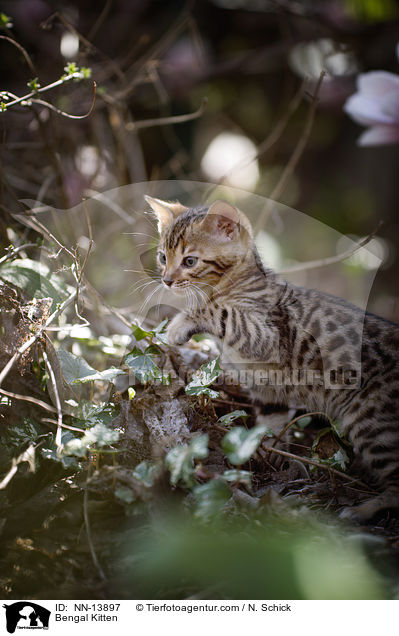 Bengal Ktzchen / Bengal Kitten / NN-13897