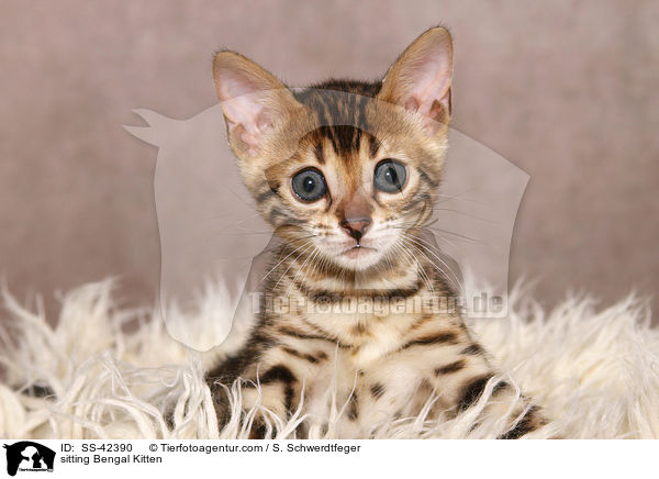 sitting Bengal Kitten / SS-42390