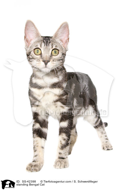 standing Bengal Cat / SS-42398