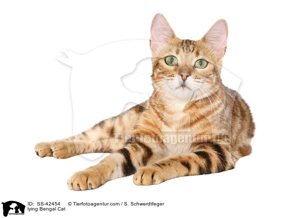 lying Bengal Cat / SS-42454