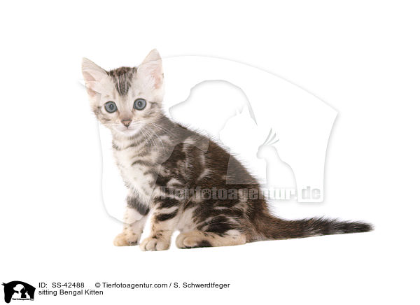 sitting Bengal Kitten / SS-42488