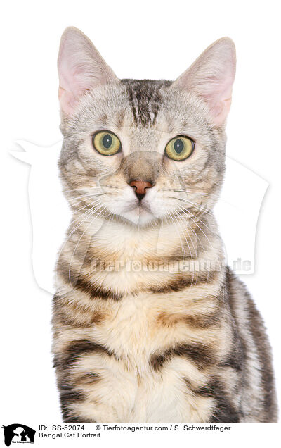 Bengal Cat Portrait / SS-52074