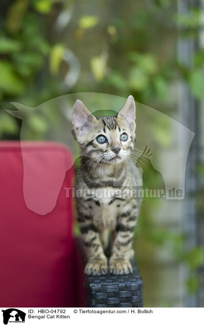 Bengal-Katze Ktzchen / Bengal Cat Kitten / HBO-04792