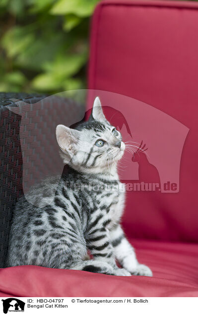 Bengal-Katze Ktzchen / Bengal Cat Kitten / HBO-04797