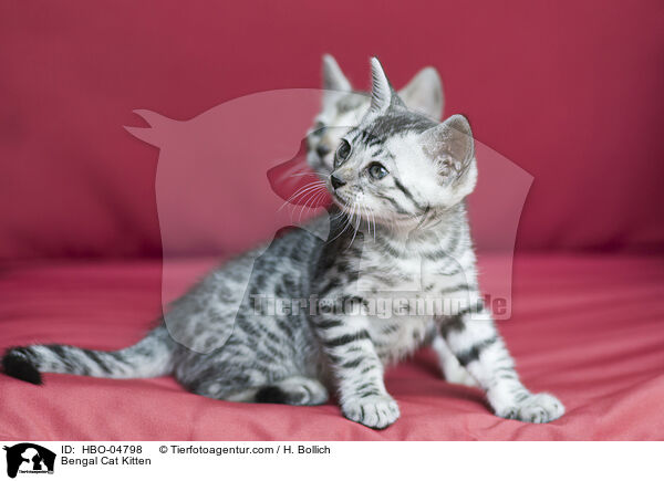Bengal-Katze Ktzchen / Bengal Cat Kitten / HBO-04798