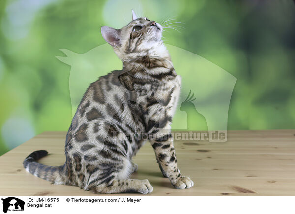 Bengal cat / JM-16575