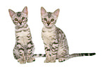 2 sitting Bengal kitten