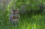 Bengal Cat