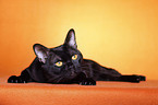 lying Bombay cat