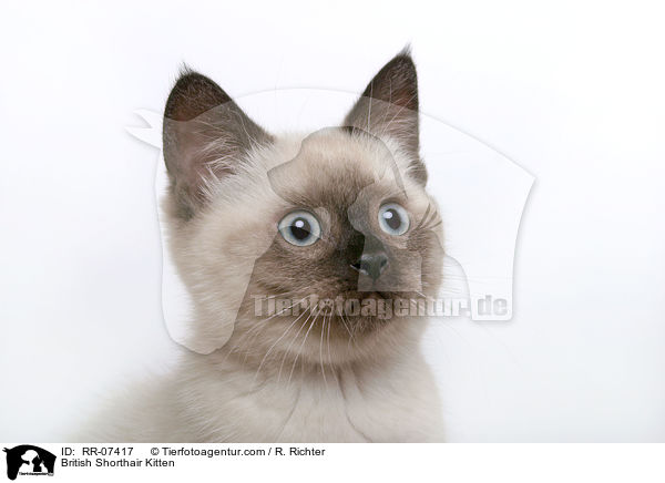 British Shorthair Kitten / RR-07417