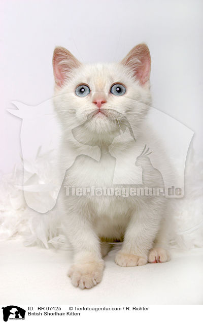 British Shorthair Kitten / RR-07425