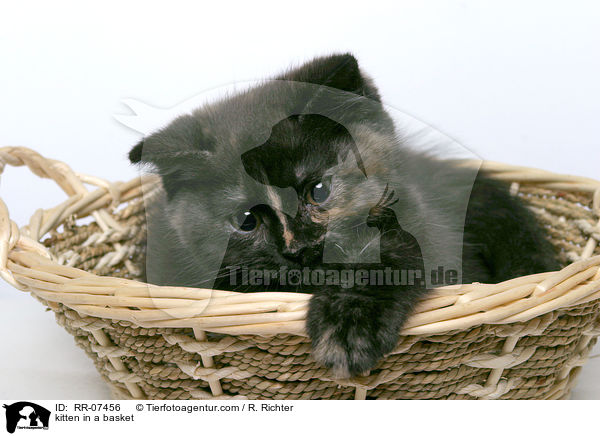 kitten in a basket / RR-07456