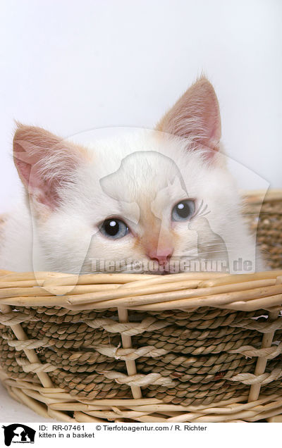 kitten in a basket / RR-07461