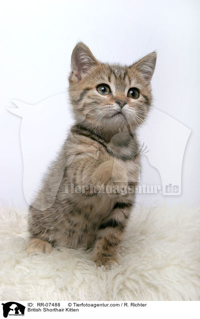 British Shorthair Kitten / RR-07488