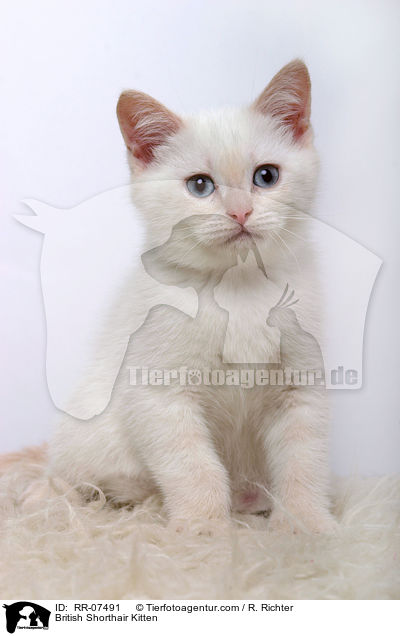 British Shorthair Kitten / RR-07491